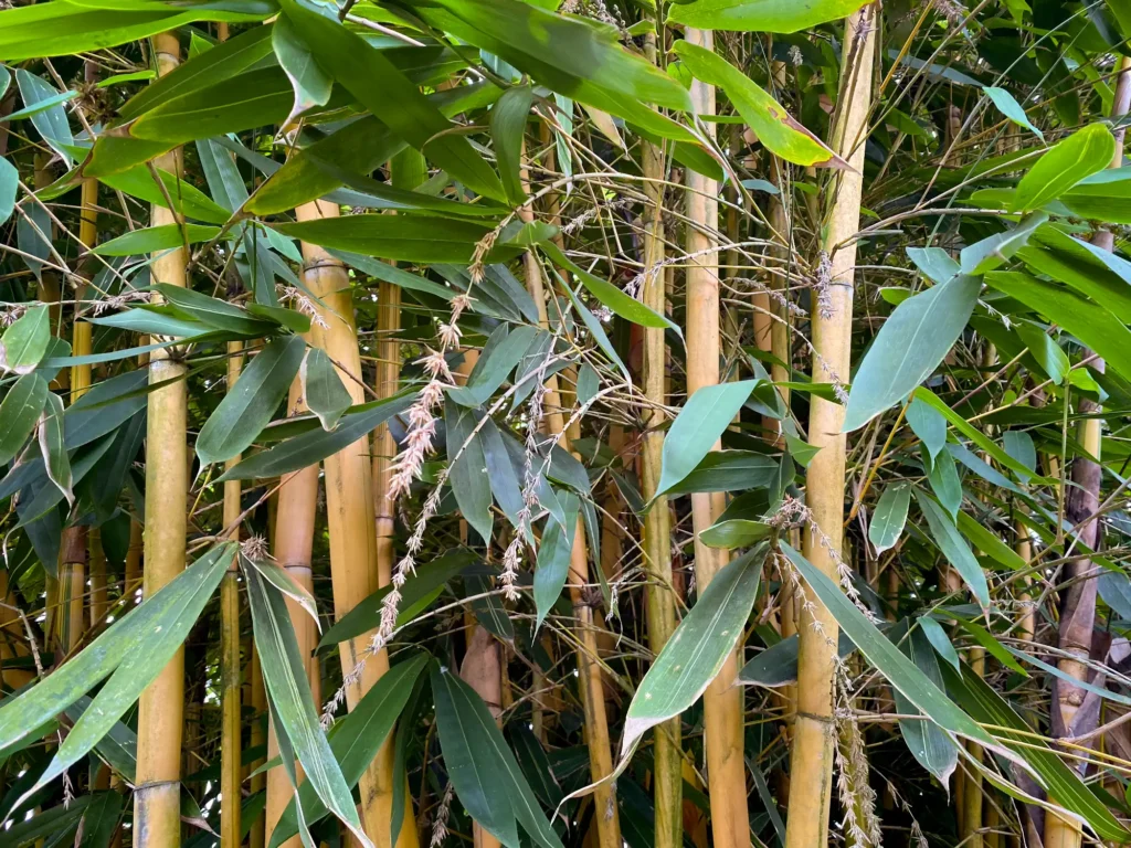 Continuous Flowering (Schizostachyum brachycladum) Continuous Flowering (Schizostachyum brachycladum)