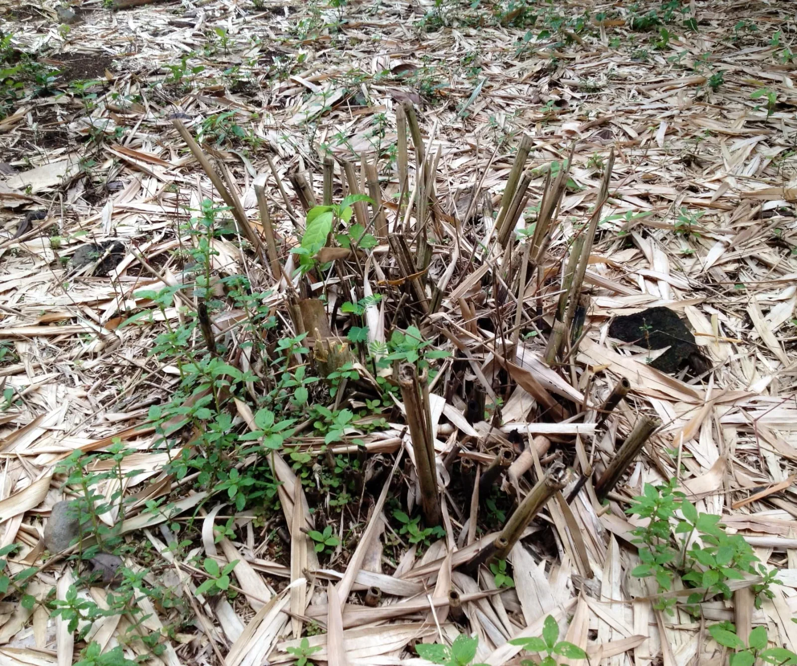 Dead bamboo clump after flowering (Bambusa textilis)