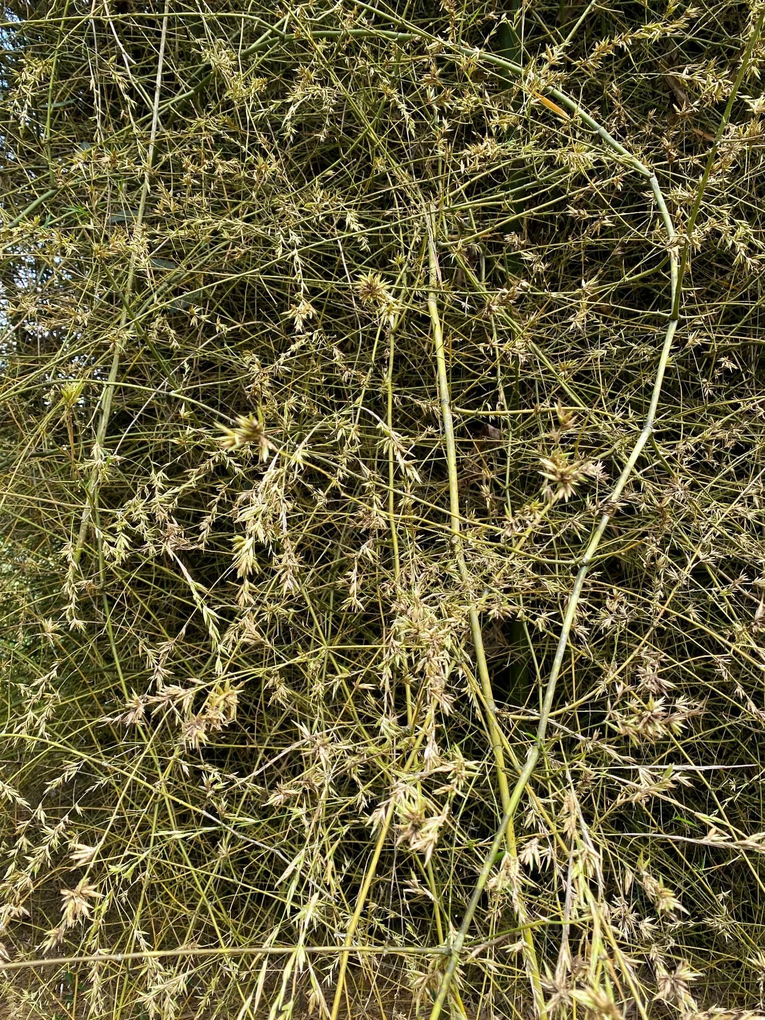 Gregarious Flowering (Bambusa bambos)