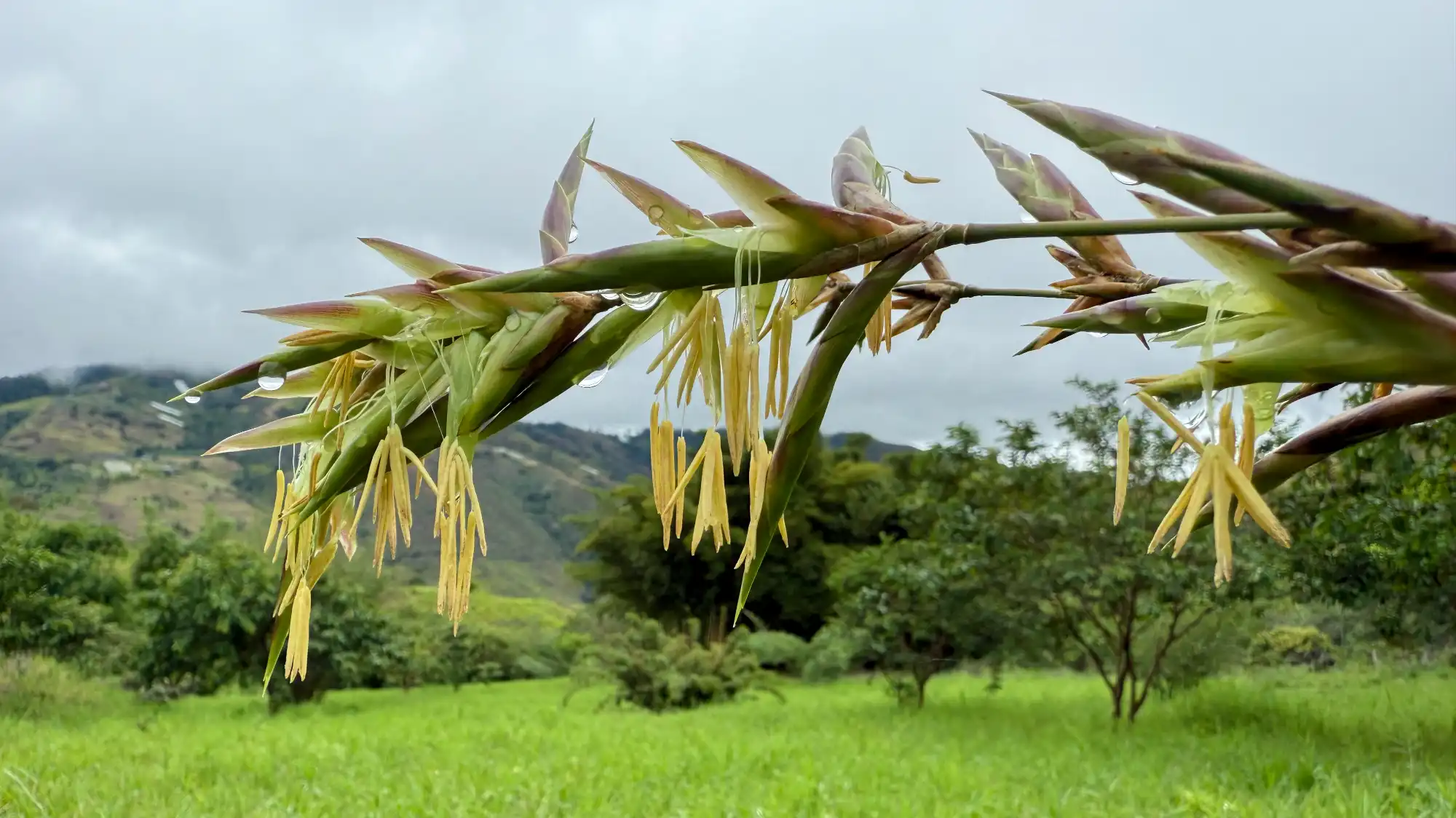 Flowering Bambusa longispiculata