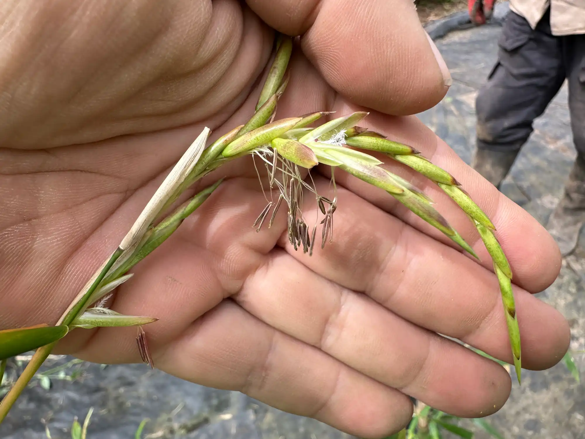 Sporadic Flowering (Bambusa longispiculata)