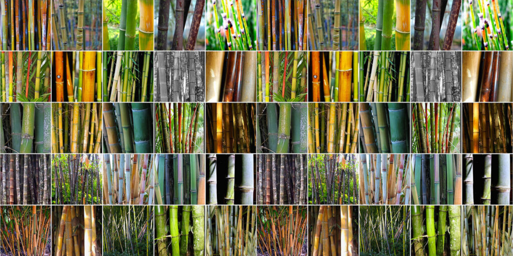 Bamboo Genera