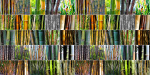 Bamboo Genera