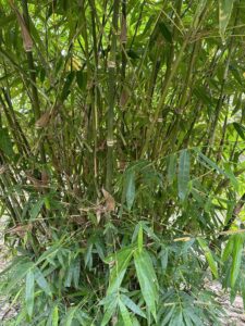 Guadua angustifolia – Sector #1