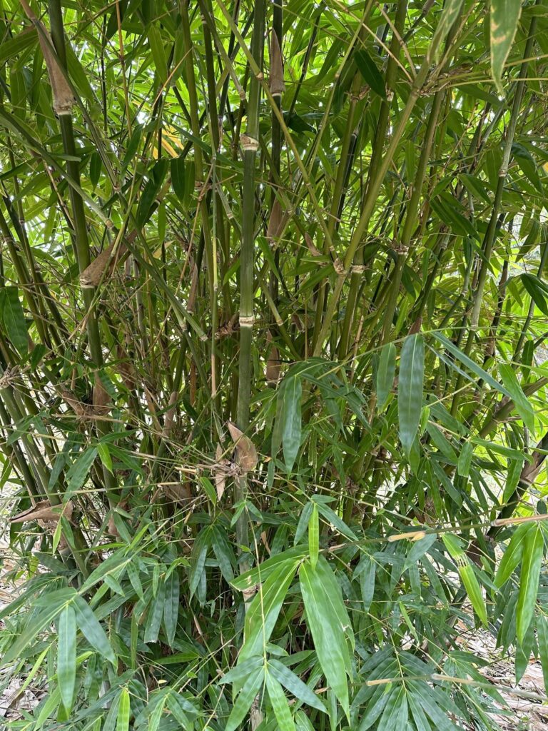 Guadua angustifolia - Sector #1