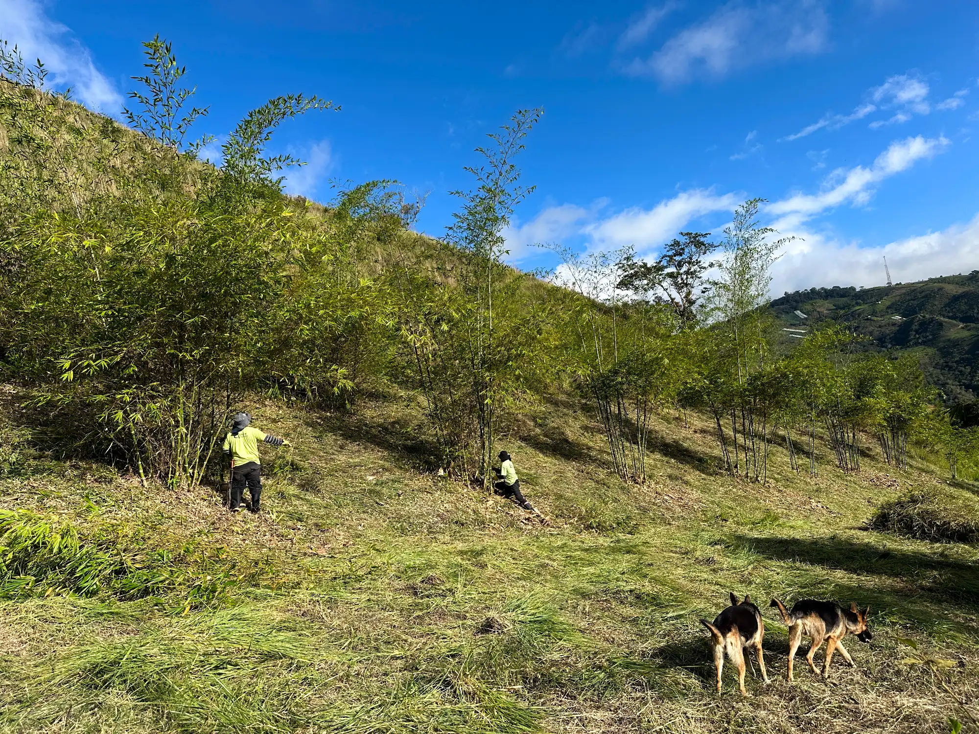 Reforestation in Colombia - Adopt a Bamboo - Sector 2