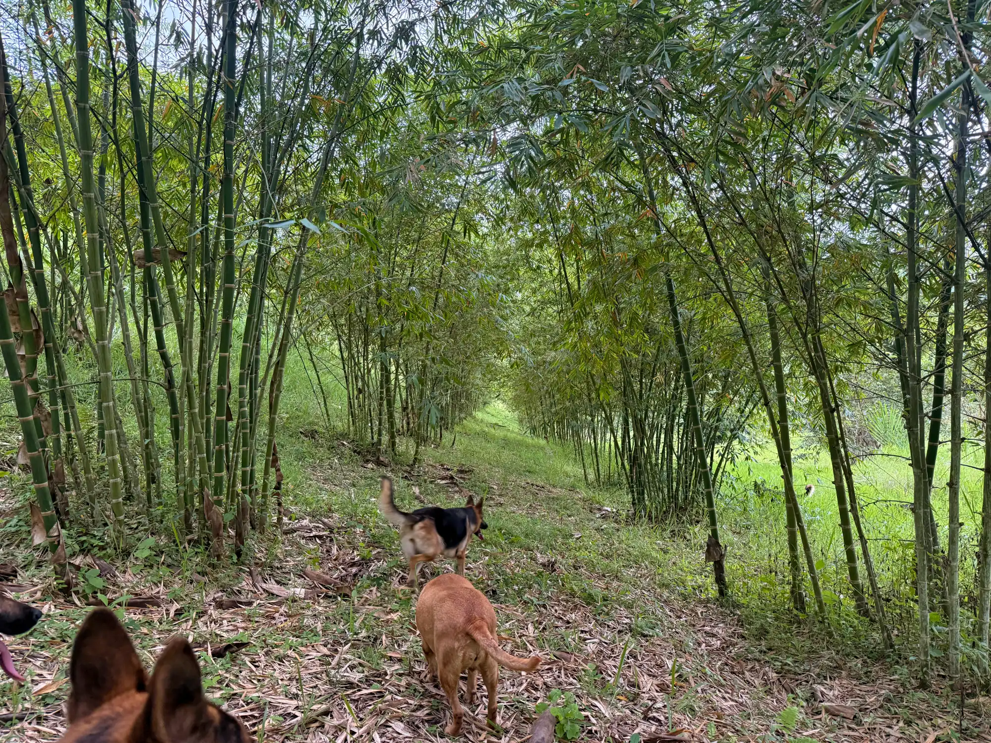 Reforestation in Colombia - Adopt a Bamboo - Sector 2