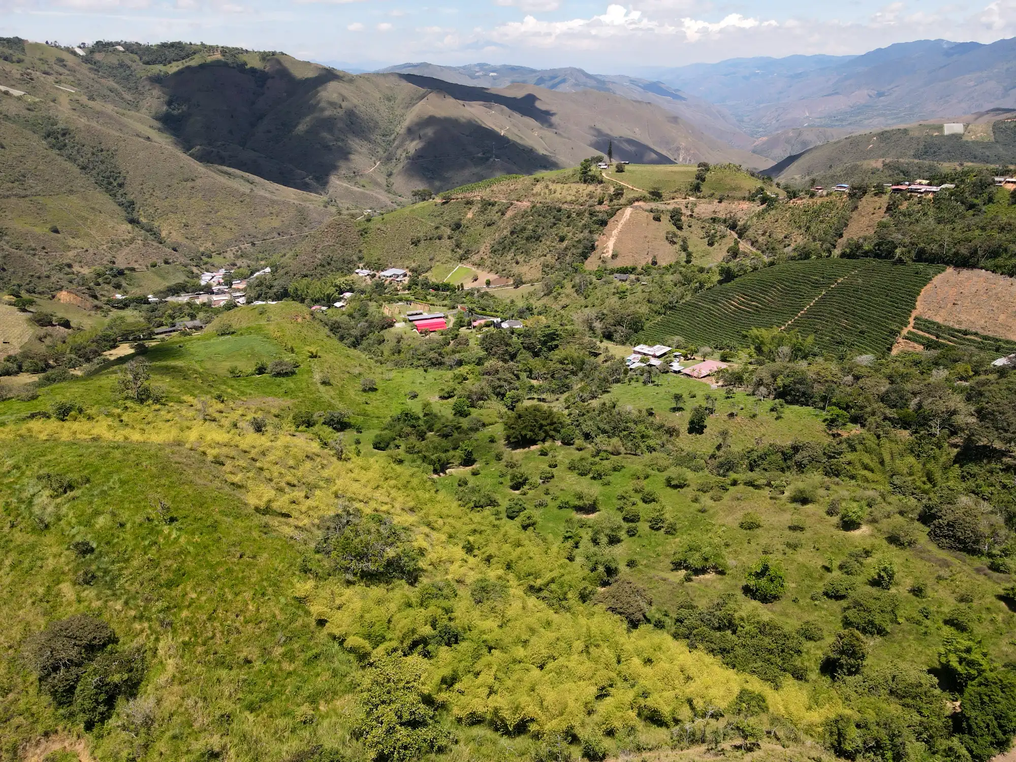 Reforestation in Colombia - Adopt a Bamboo - Sector 2