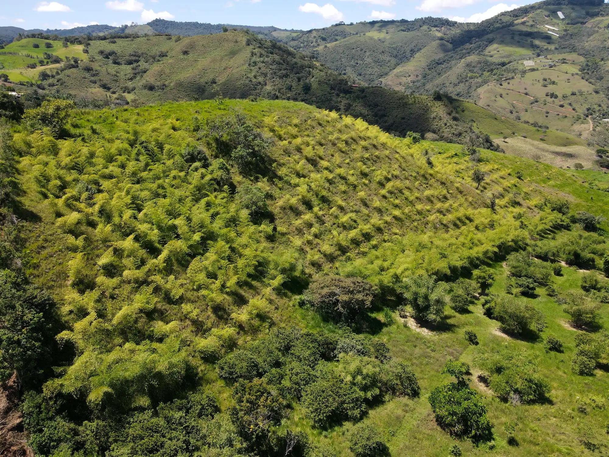 Reforestation in Colombia - Adopt a Bamboo - Sector 2