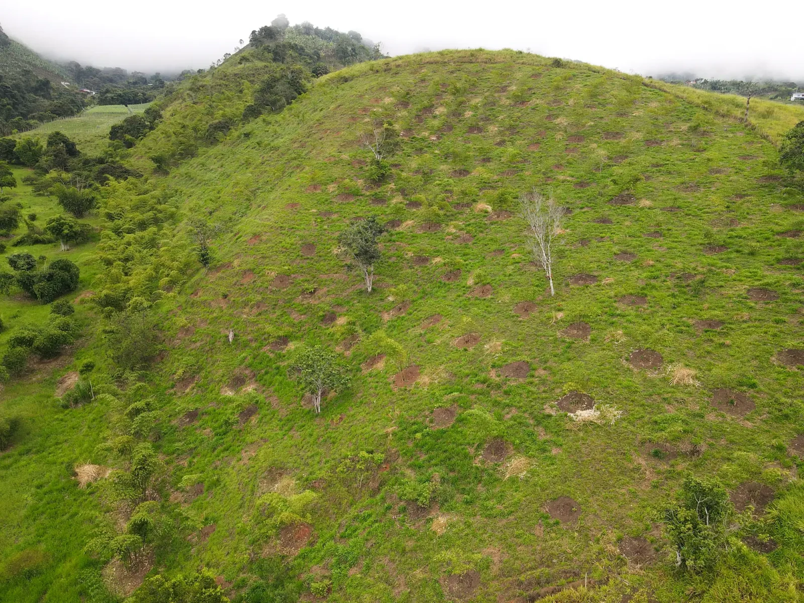 Reforestation in Colombia - Adopt a Bamboo - Sector 2