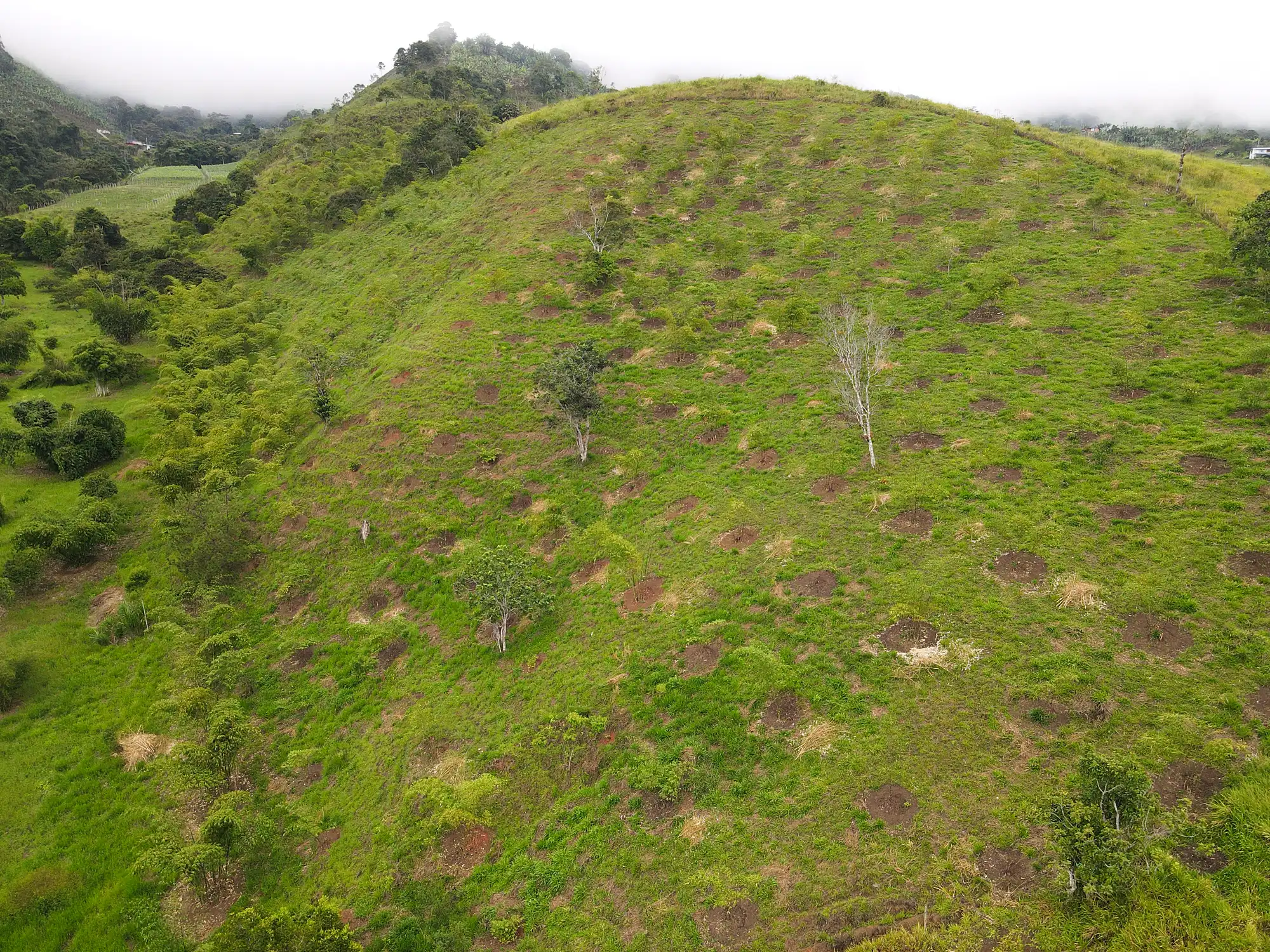 Reforestation in Colombia - Adopt a Bamboo - Sector 2