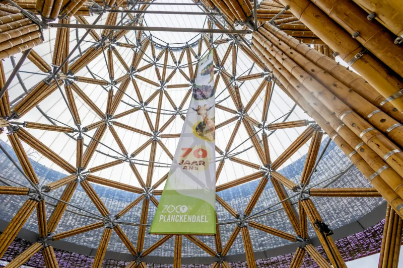 Inauguration of Finished Guadua Bamboo Tower for Zoo in Belgium