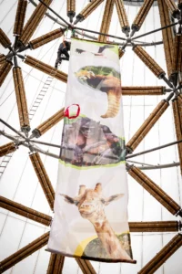 Guadua Bamboo Tower for Zoo in Belgium: Europe’s Largest Structural Bamboo Building