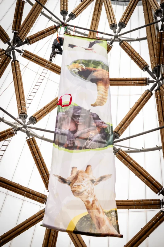 Inauguration of Finished Guadua Bamboo Tower for Zoo in Belgium