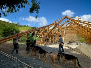 Installation of longitudinal bamboo beams