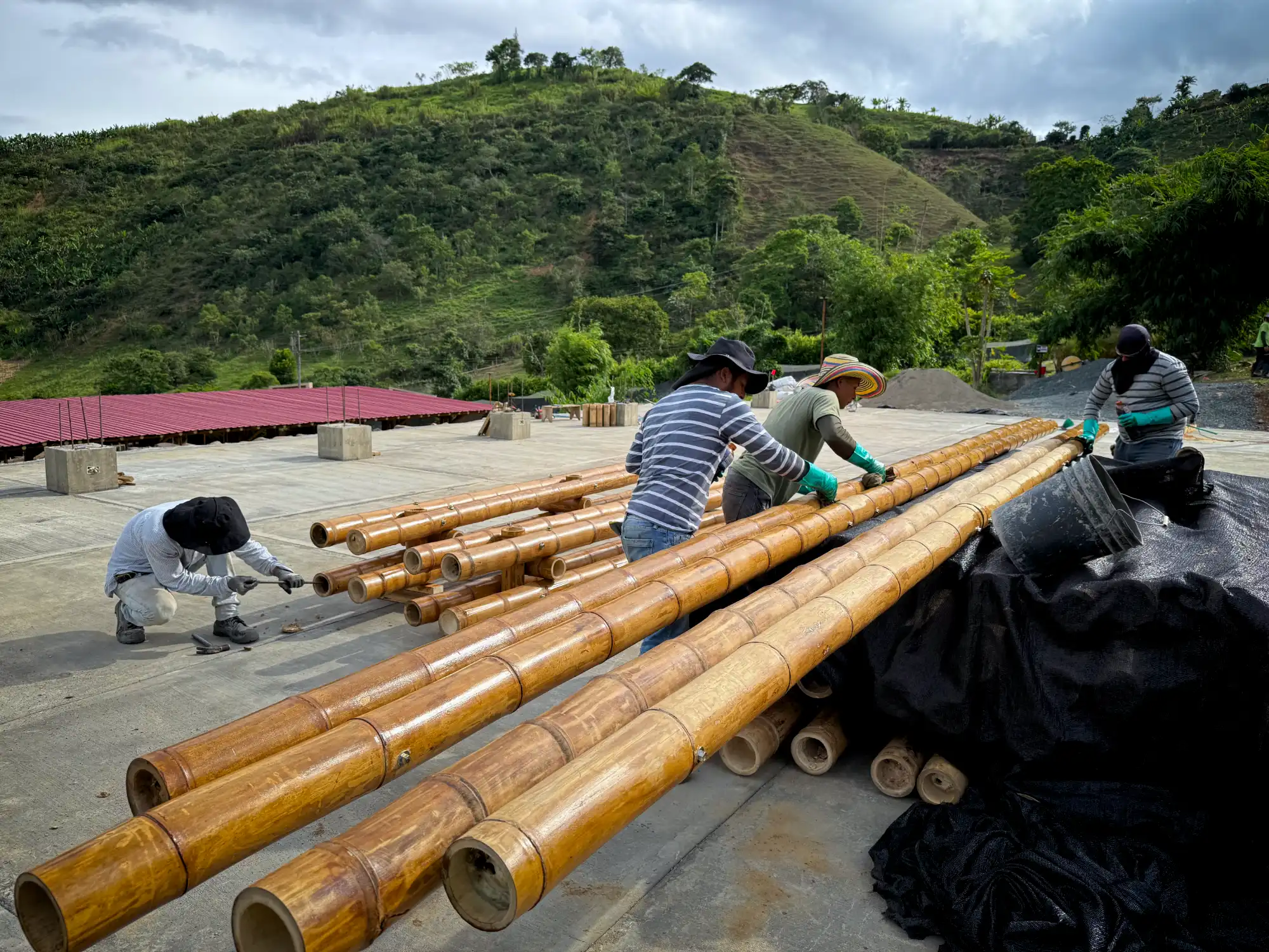 Application of protective outdoor paint on guadua bamboo