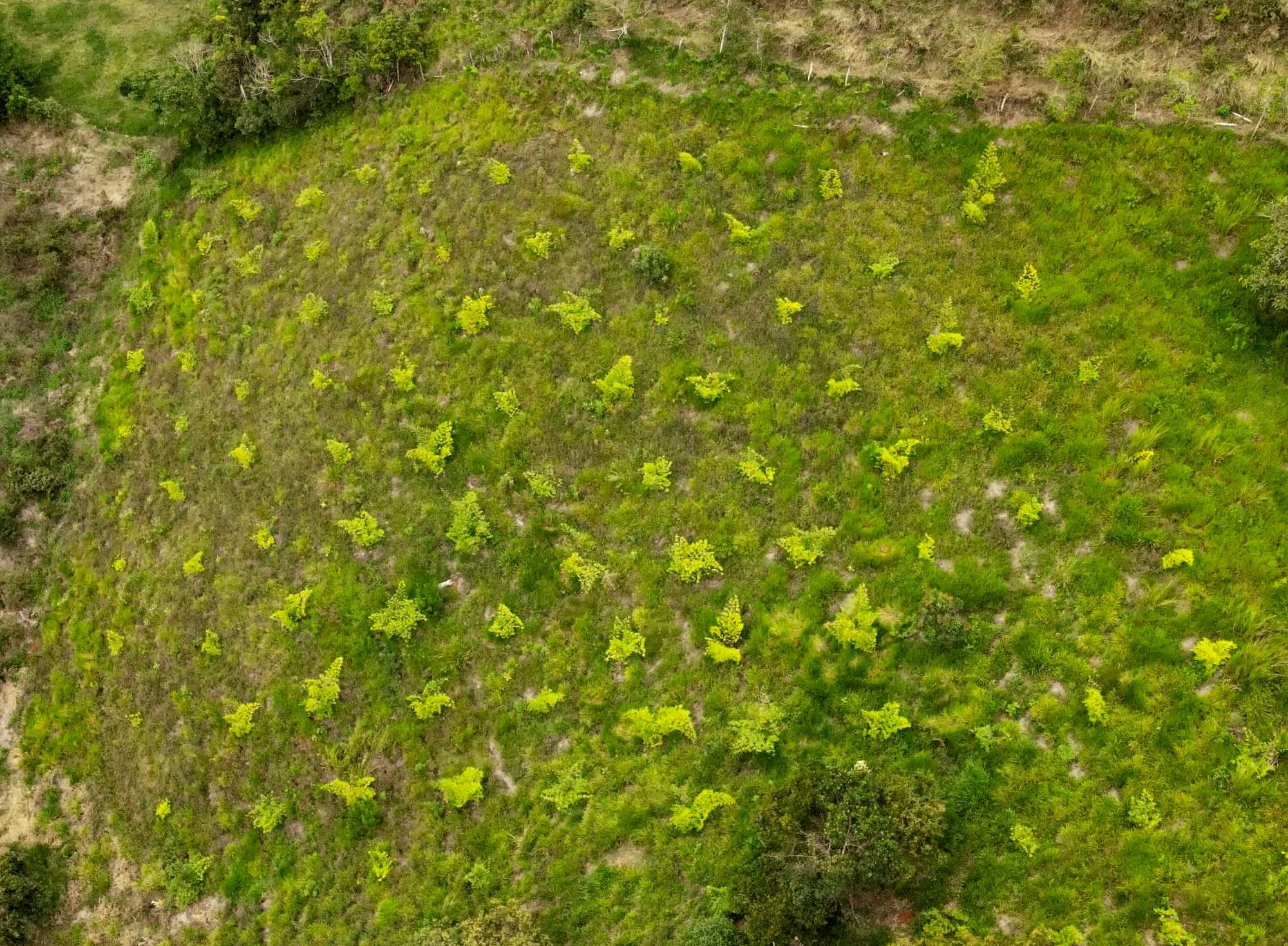 1 year old Guadua Bamboo Plantation at our Farm in Colombia 1 year old Guadua Bamboo Plantation at our Farm in Colombia
