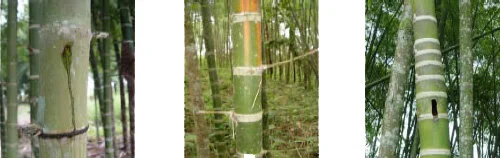 Bamboo Culms with Imperfections