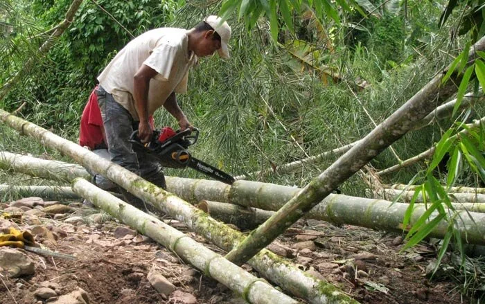 Cutting Guadua Bamboo Stems to Appropriate Lengths for Transport. Photo by: Stéphane Schröder © www.guaduabamboo.com