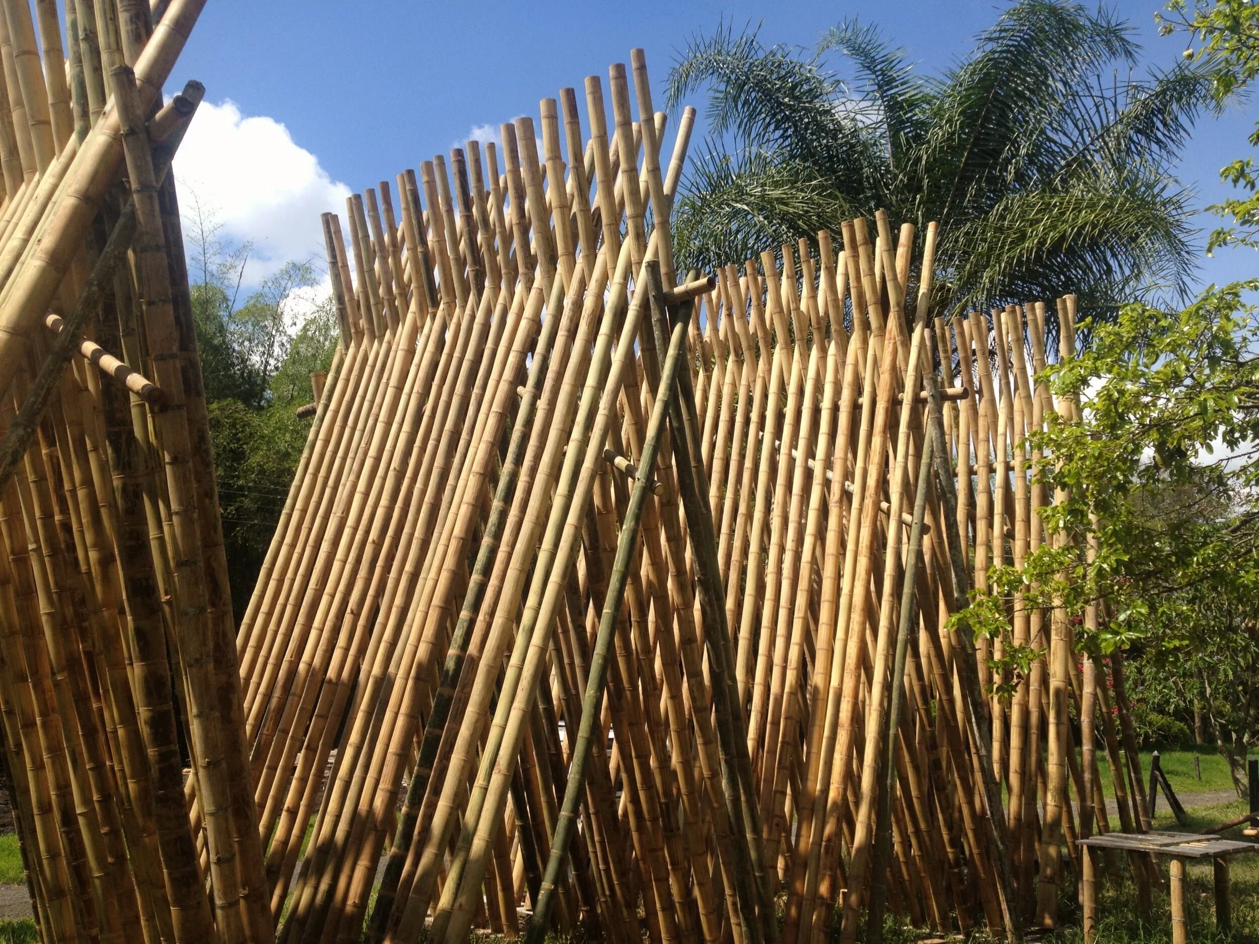 Drying Guadua Bamboo Poles Vertically in Colombia Drying Guadua Bamboo Poles Vertically in Colombia