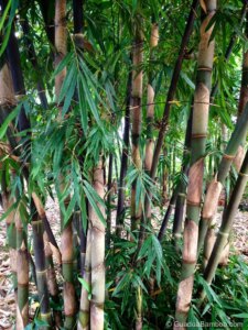 Gigantochloa atroviolacea