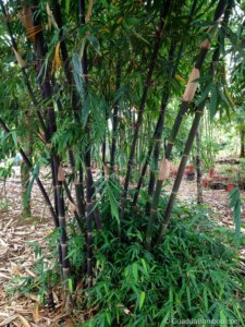 Gigantochloa atroviolacea