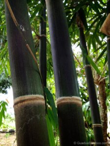 Gigantochloa atroviolacea