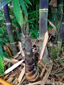 Gigantochloa atroviolacea