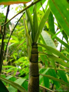 Gigantochloa atroviolacea