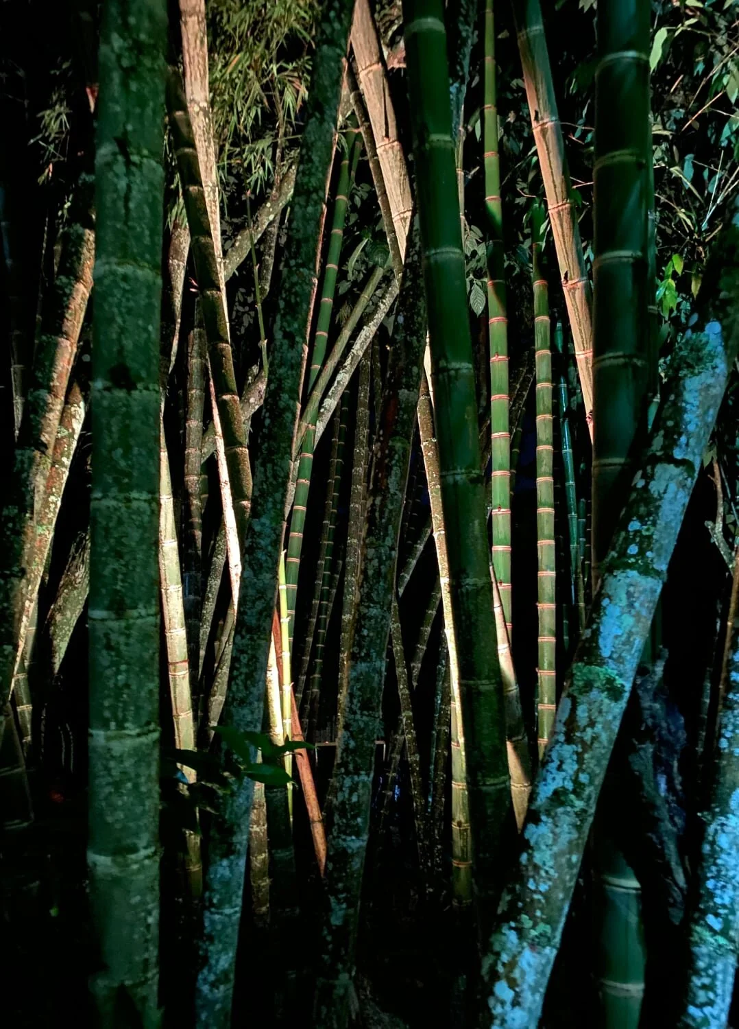 Guadua bamboo forest at night Photo by: Stéphane Schröder © www.guaduabamboo.com