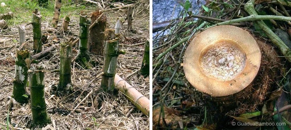 Left image shows incorrect felling practices | Right image shows correct felling