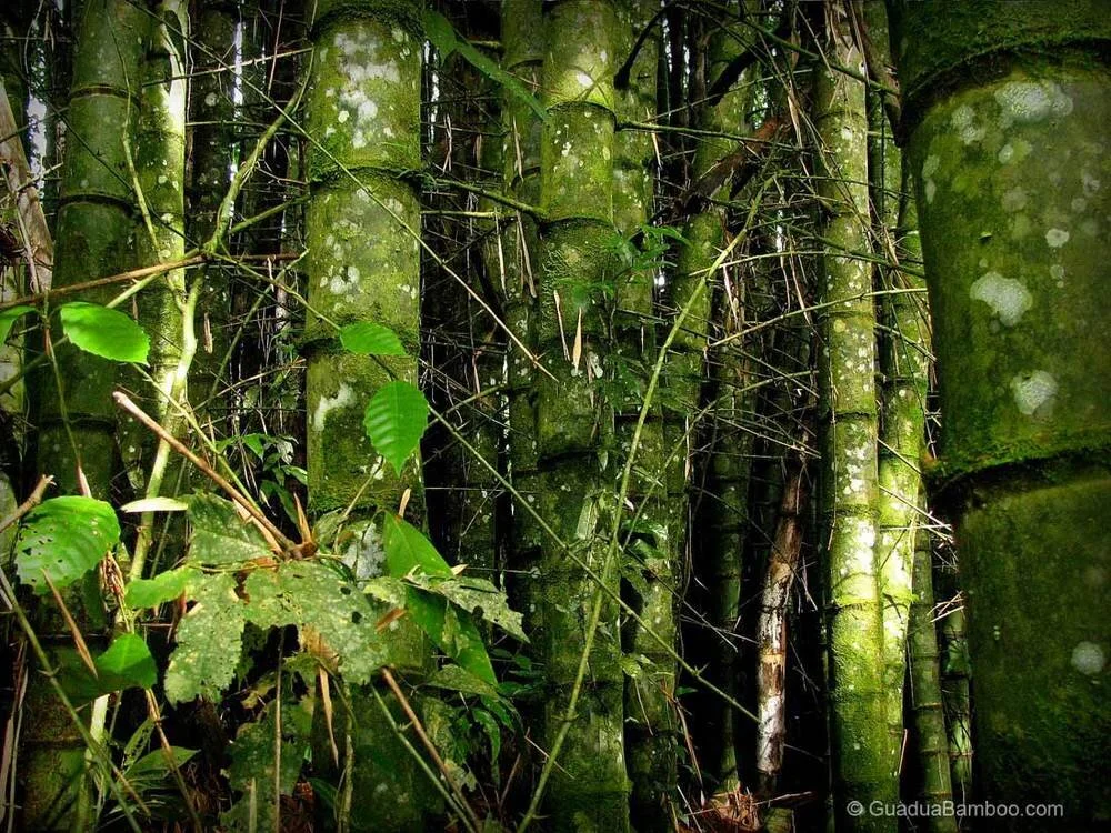 Mature Guadua angustifolia Culms Photo by: Stéphane Schröder © www.guaduabamboo.com