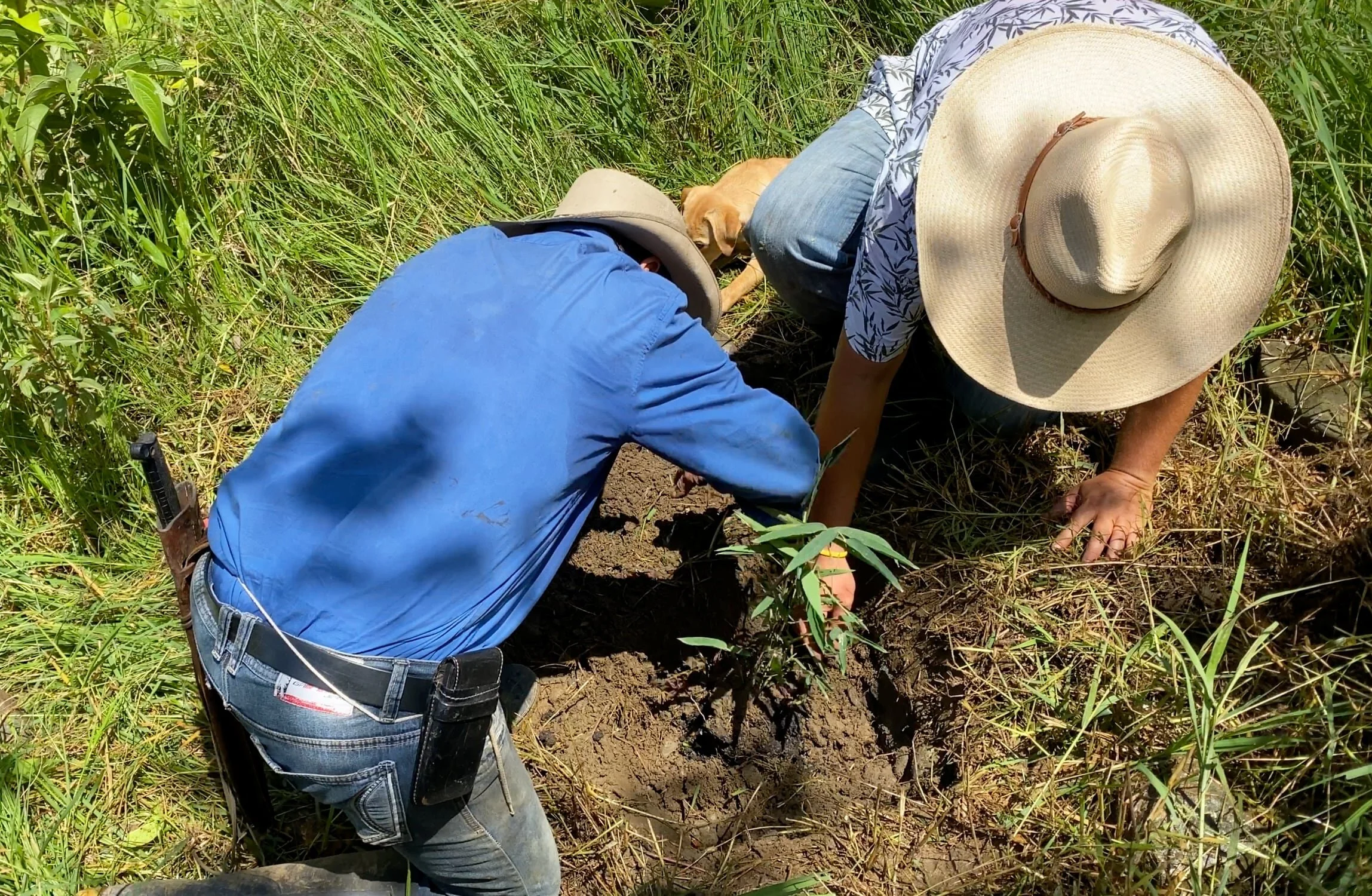 Planting bamboo at Hacienda Guadua Bamboo Photo by: Stéphane Schröder © www.guaduabamboo.com