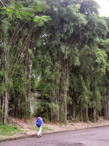 Thyrsostachys siamensis | Courtesy: Wibowo Djatmiko