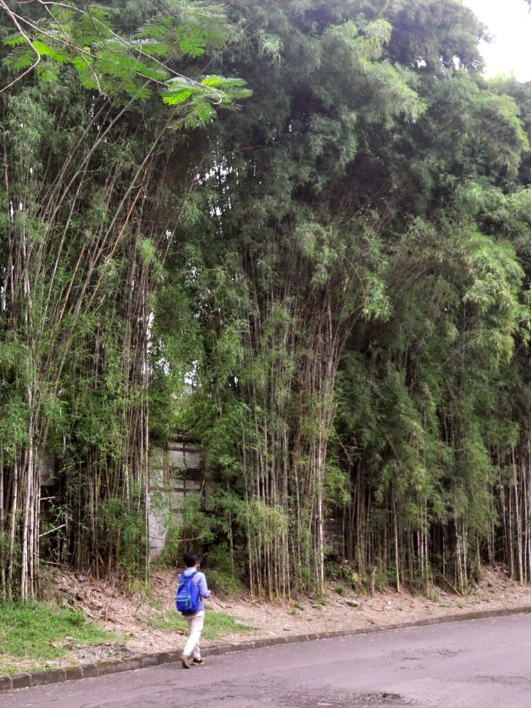 Thyrsostachys siamensis | Courtesy: Wibowo Djatmiko