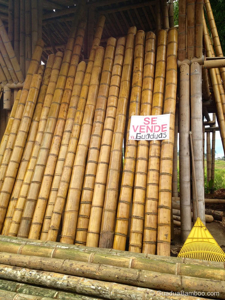 Treated Bamboo Poles Photo by: Stéphane Schröder © www.guaduabamboo.com Treated Bamboo Poles Photo by: Stéphane Schröder © www.guaduabamboo.com