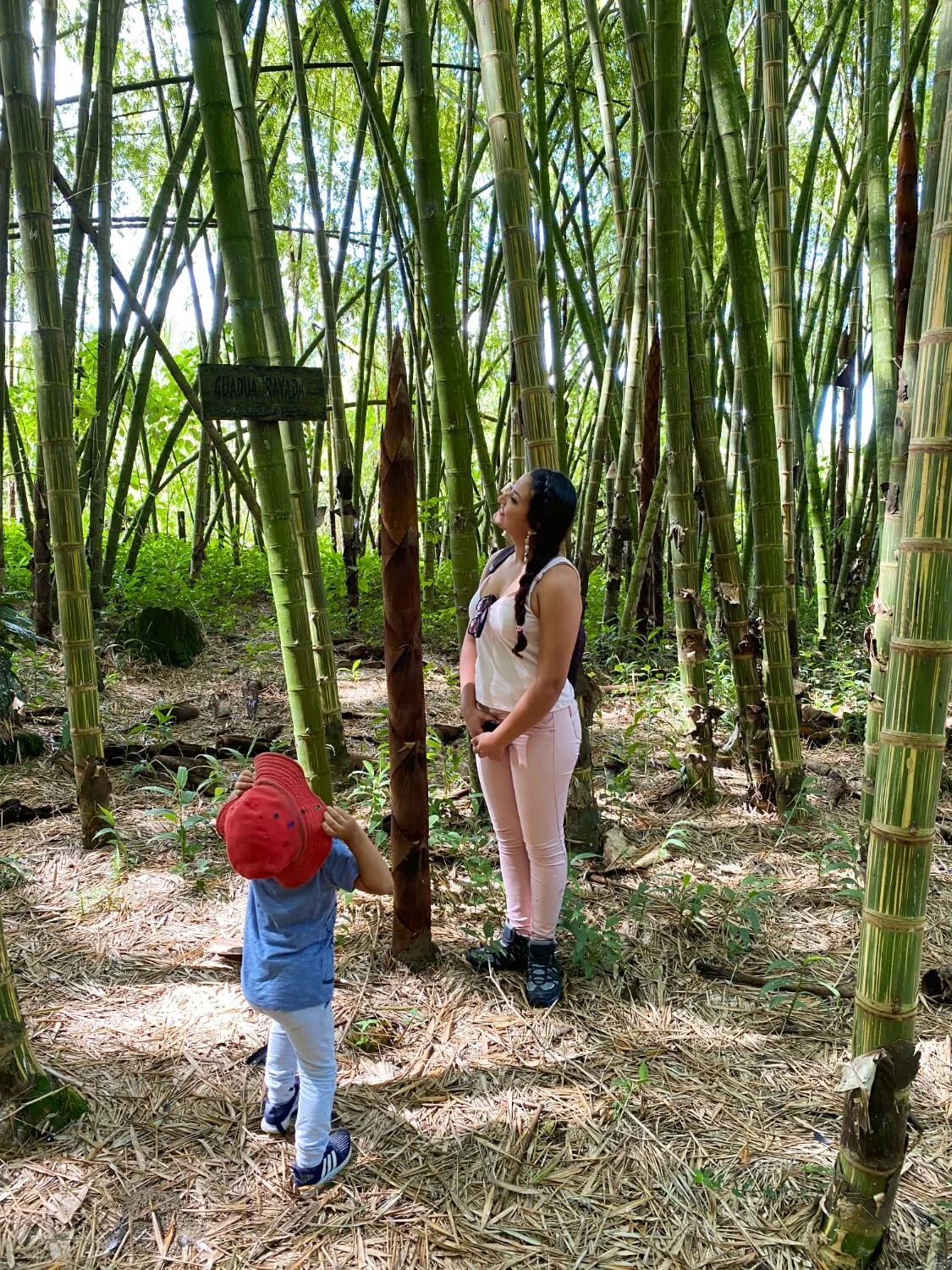 This bamboo shoot is 3 months old! Photo by: Stéphane Schröder © www.guaduabamboo.com