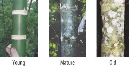 Young Mature and Old Bamboo Culms