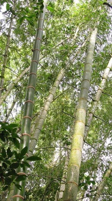 Young and Mature Bamboo Stems in Forest