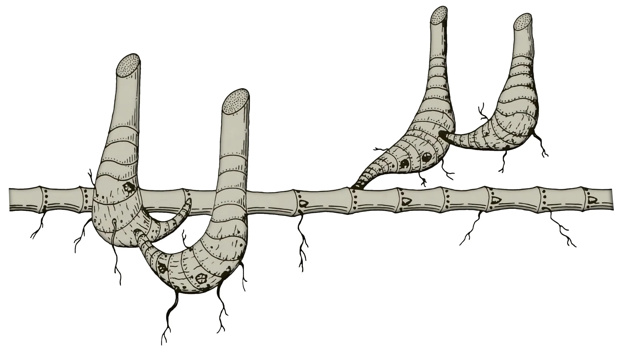 Amphimorph Bamboo Rhizome