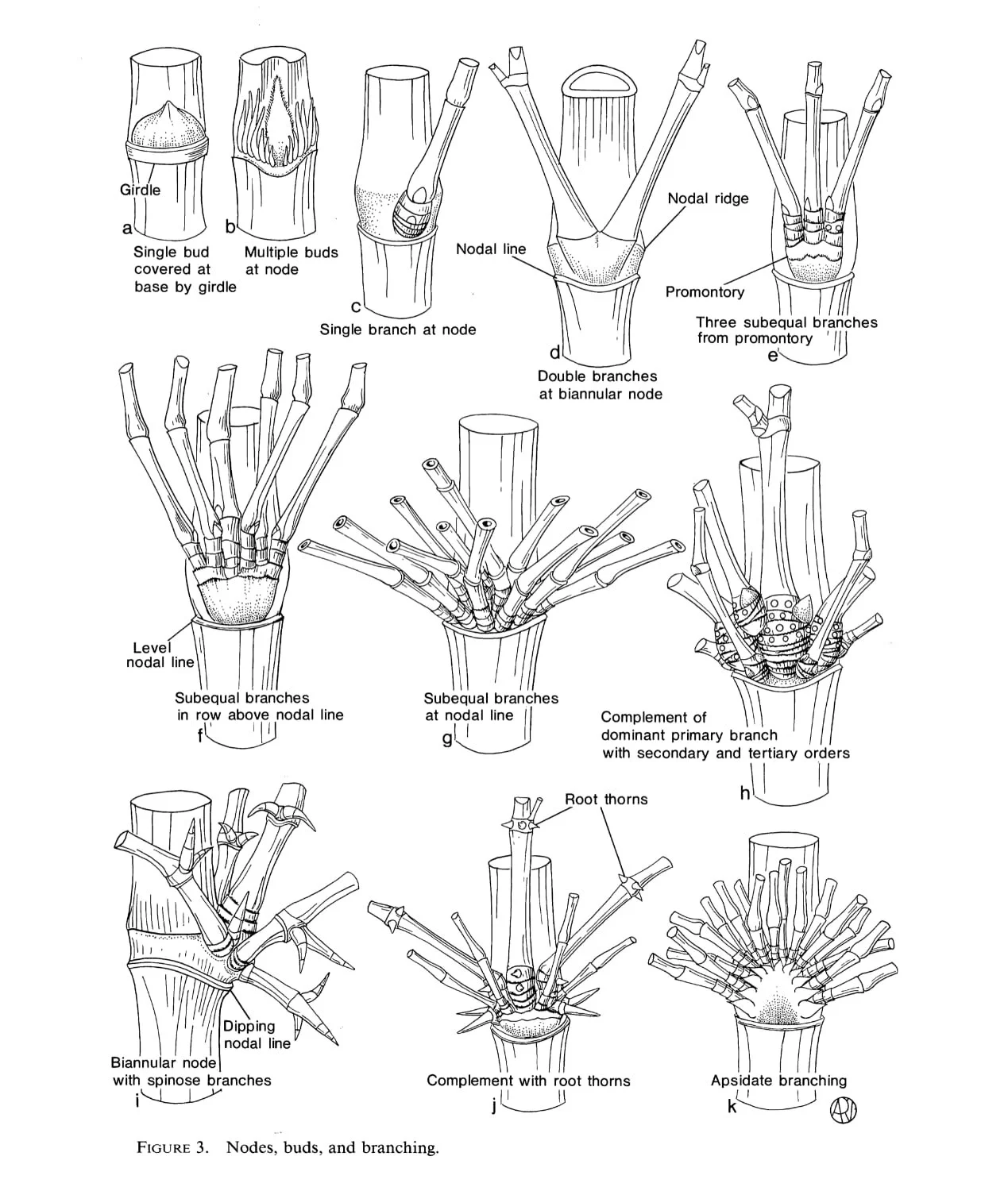 Bamboo Identification Made Easy: A Step By Step Guide 3 Figure 3