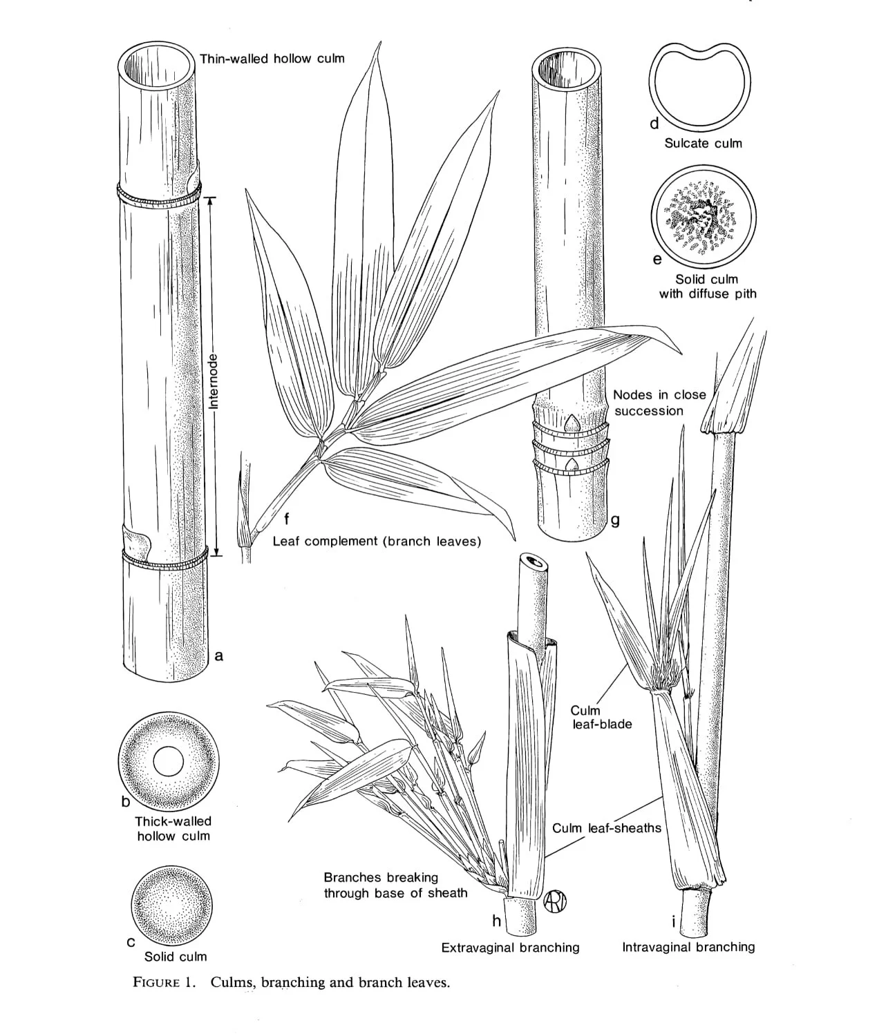 Bamboo Identification Made Easy: A Step By Step Guide 5 Figure 1