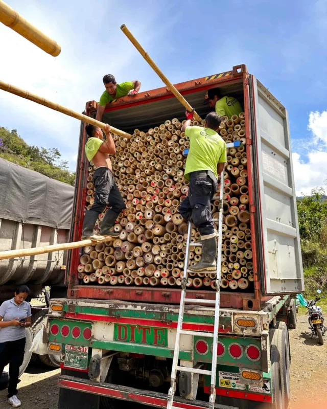 Bamboo Export: Loading Containers for International Shipping