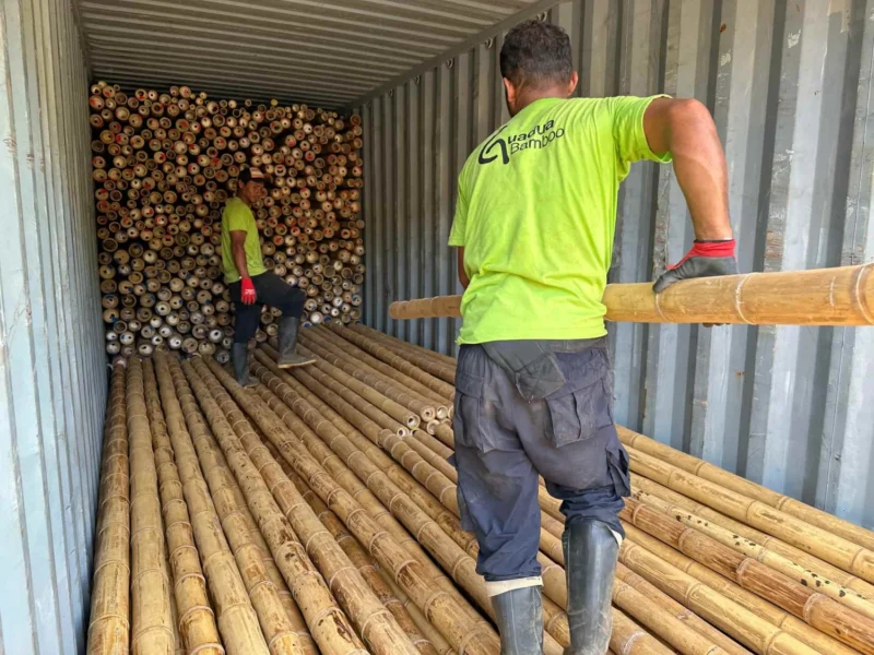 Bamboo Export: Loading Containers for International Shipping
