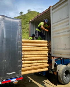 Bamboo Export