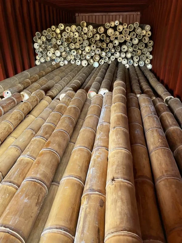 Bamboo Export: Loading Containers for International Shipping