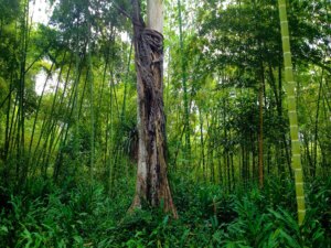 Environmental Impact of Guadua Bamboo