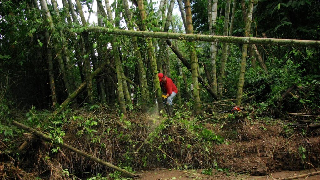 When and How to Harvest Bamboo 10 When and How to Harvest Bamboo