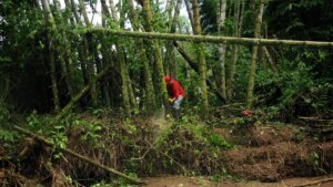 When and How to Harvest Bamboo