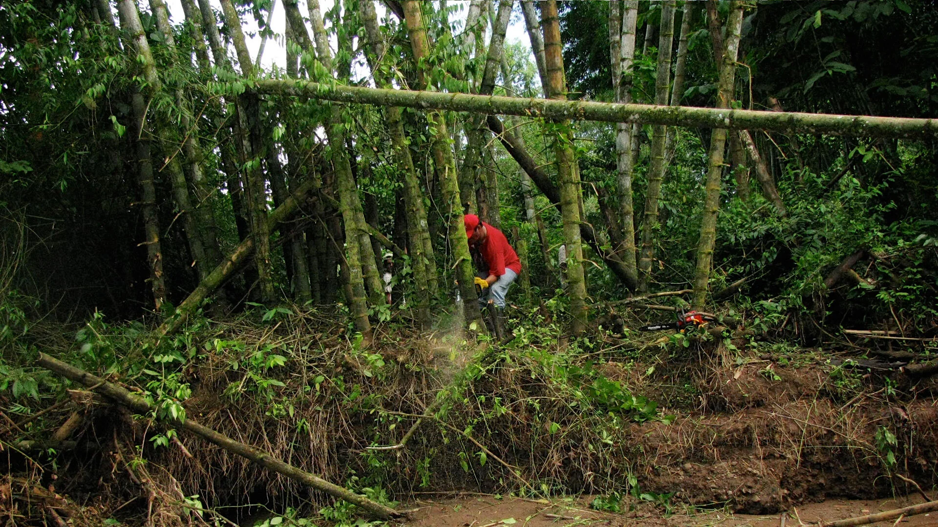 When and How to Harvest Bamboo